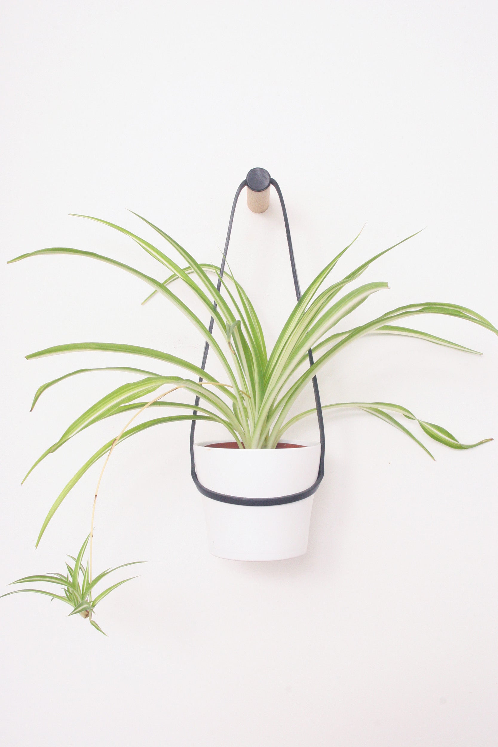 Medium Peg Wall Planter Black
