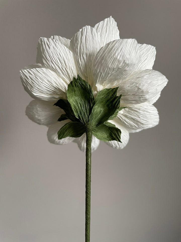 Large White Dahlia