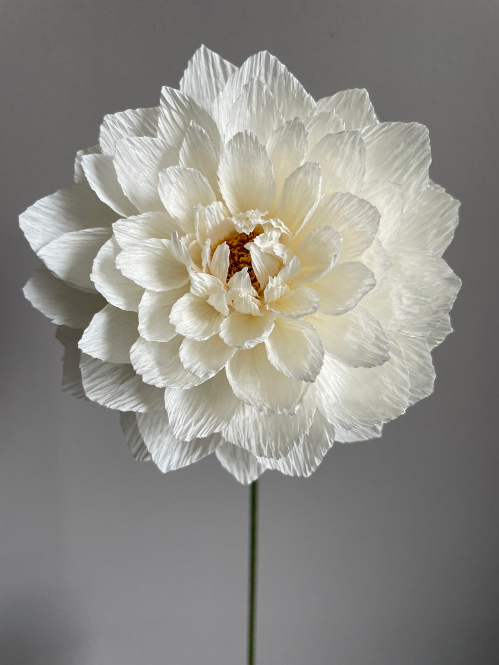 Large White Dahlia