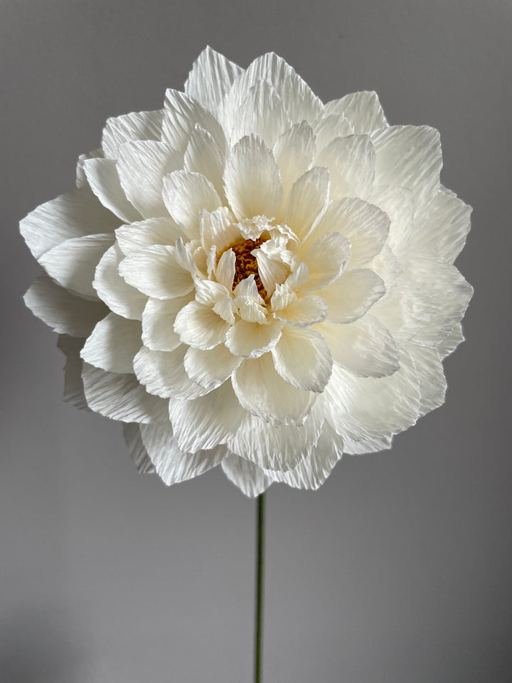 Large White Dahlia