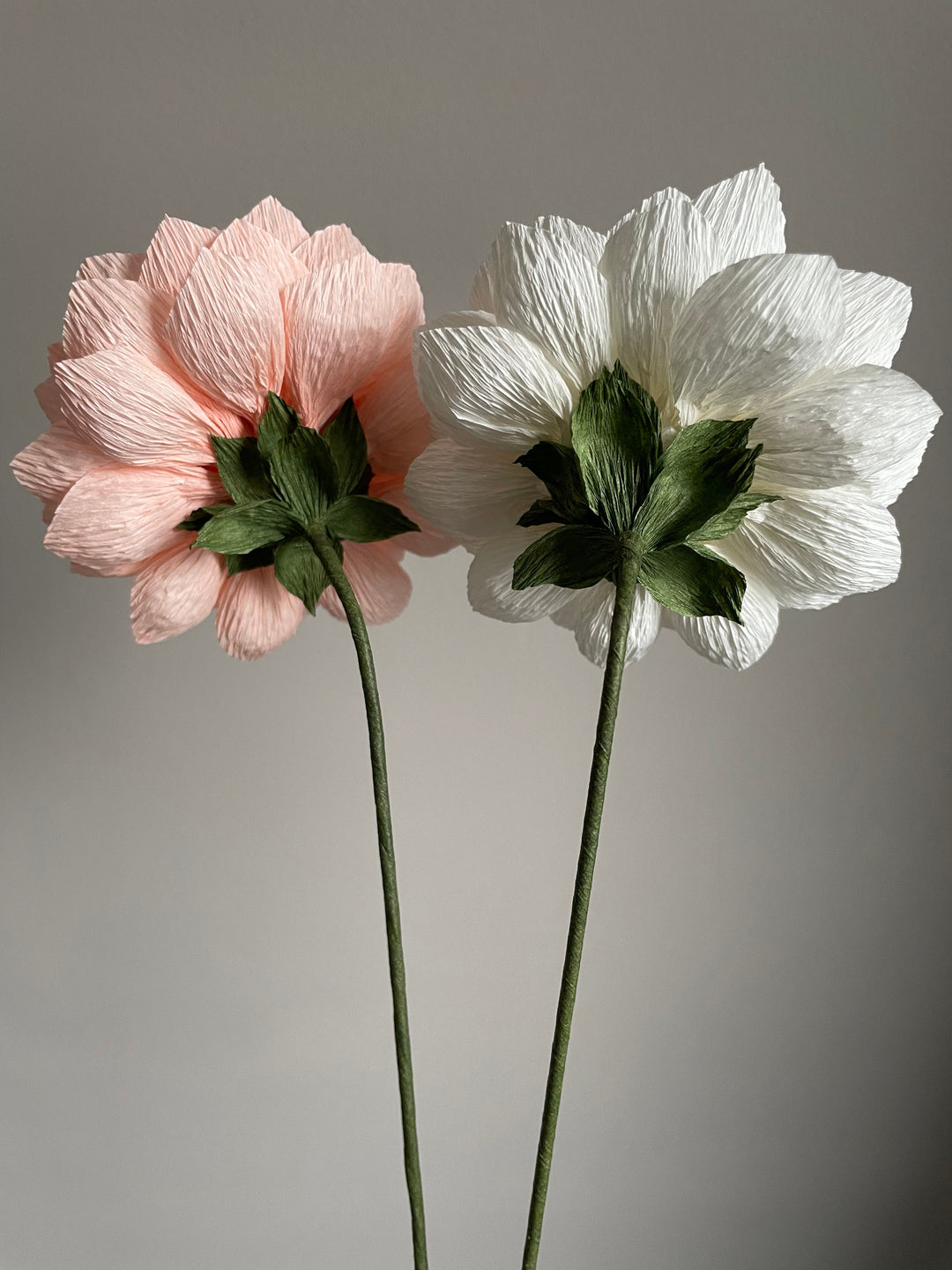 Pink and White Dahlia