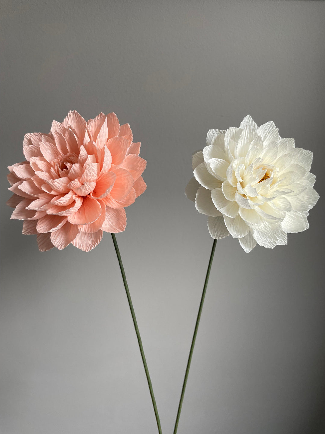 Pink and White Dahlia