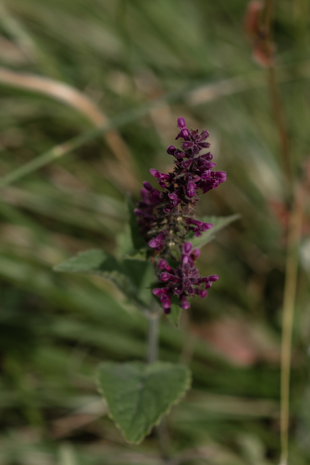 Spring Guided Foraging Walk