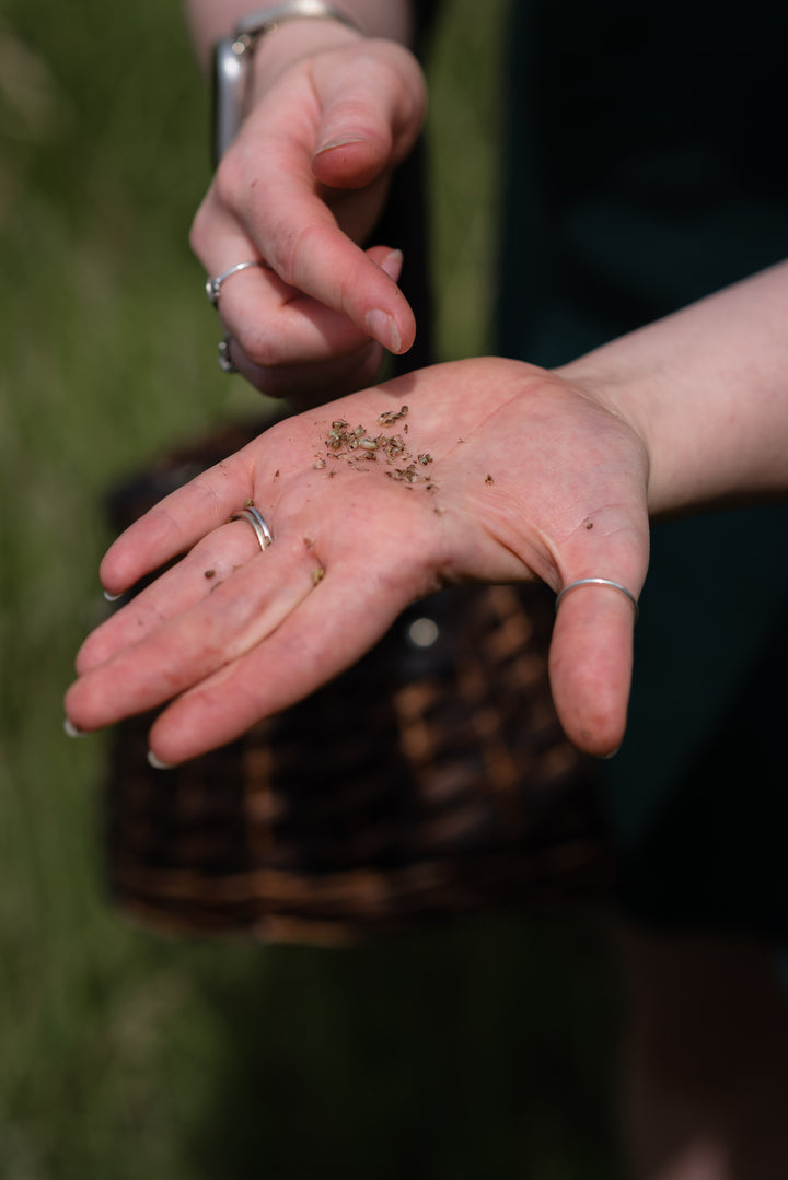 Spring Guided Foraging Walk