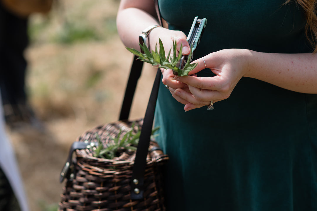 Spring Guided Foraging Walk