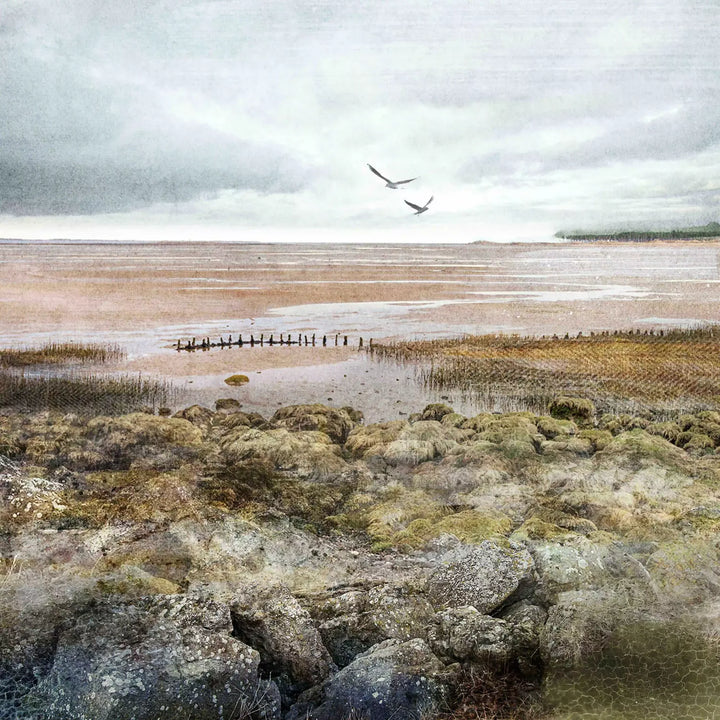 Tayport Saltmarsh - a view of the sea when the tide it out. there's 2 seagulls flying in the pale blue sky. There's lots of grey and green textured rocks in the foreground and in the distance you can see Tentsmuir Forest on the right hand side